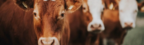 cattle